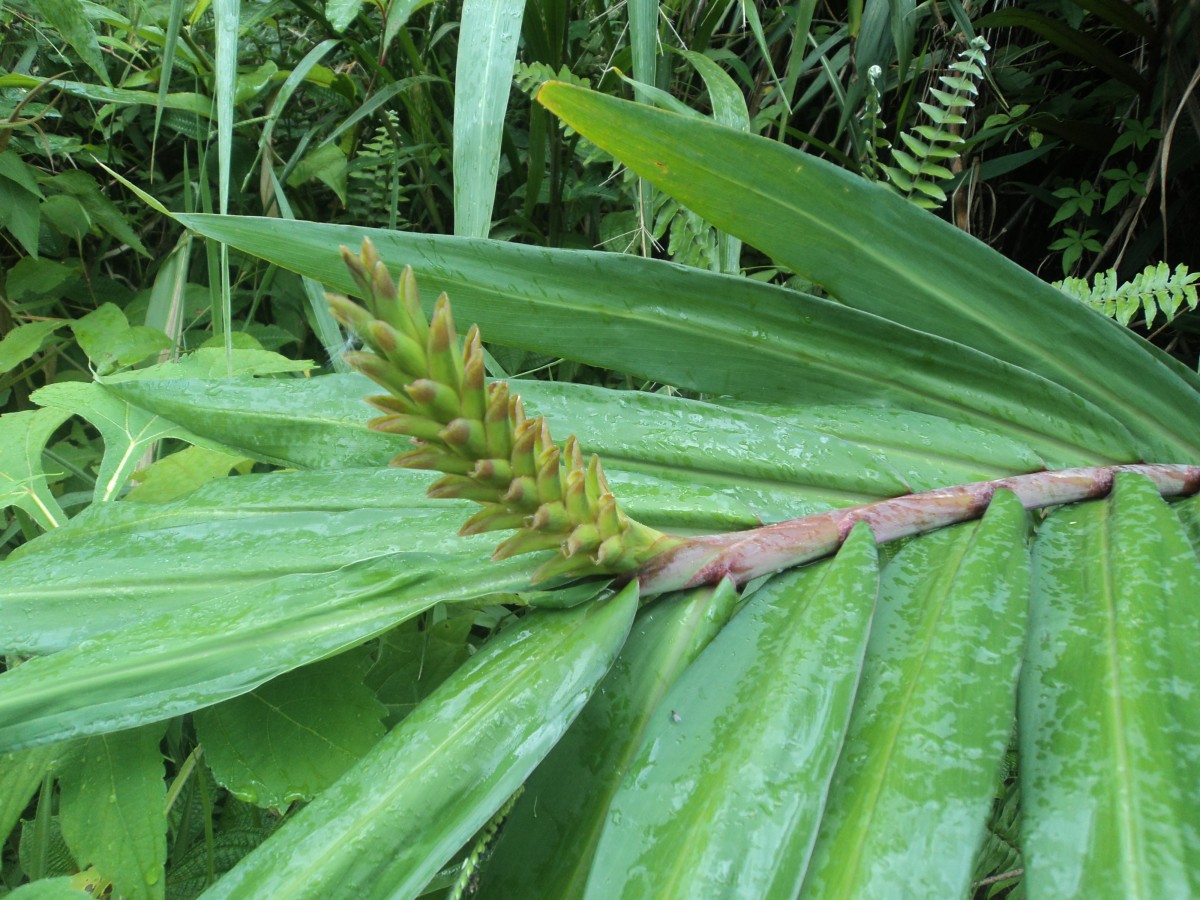 Hedychium coccineum Buch.-Ham. ex Sm.